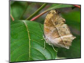 Salamis Parhassus, Central Africa-Adam Jones-Mounted Photographic Print