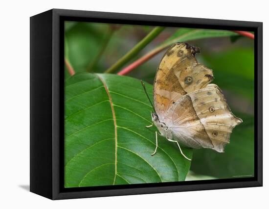 Salamis Parhassus, Central Africa-Adam Jones-Framed Stretched Canvas