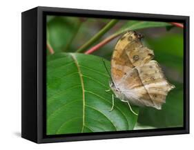 Salamis Parhassus, Central Africa-Adam Jones-Framed Stretched Canvas