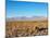 Salar de Atacama, Atacama Desert, Antofagasta Region, Chile, South America-Karol Kozlowski-Mounted Photographic Print