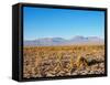 Salar de Atacama, Atacama Desert, Antofagasta Region, Chile, South America-Karol Kozlowski-Framed Stretched Canvas