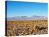 Salar de Atacama, Atacama Desert, Antofagasta Region, Chile, South America-Karol Kozlowski-Stretched Canvas