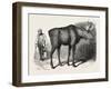 Sale of the Knowsley Menagerie: Elk-null-Framed Giclee Print