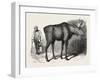 Sale of the Knowsley Menagerie: Elk-null-Framed Giclee Print