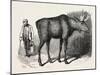 Sale of the Knowsley Menagerie: Elk-null-Mounted Giclee Print