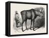 Sale of the Knowsley Menagerie: Elk-null-Framed Stretched Canvas