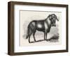 Sale of the Knowsley Menagerie: Gnu-null-Framed Giclee Print