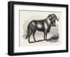 Sale of the Knowsley Menagerie: Gnu-null-Framed Giclee Print