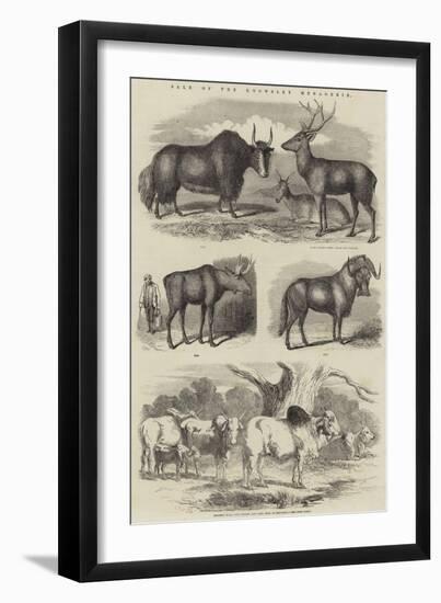Sale of the Knowsley Menagerie-null-Framed Premium Giclee Print