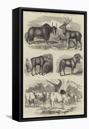 Sale of the Knowsley Menagerie-null-Framed Stretched Canvas