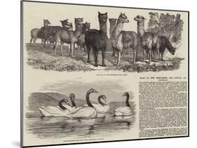 Sale of the Menagerie and Aviary at Knowsley-null-Mounted Giclee Print