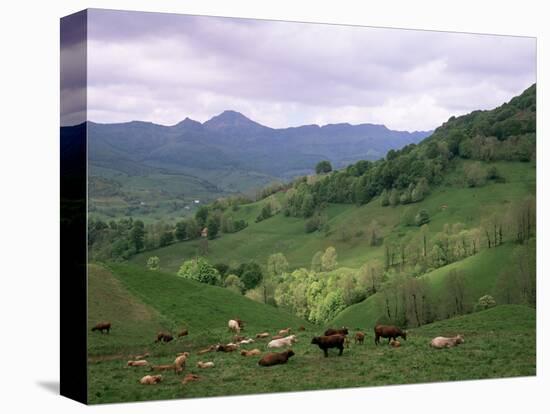 Salers Cows in Pastures, Cantal Mountains, Auvergne, France-Peter Higgins-Stretched Canvas