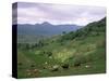 Salers Cows in Pastures, Cantal Mountains, Auvergne, France-Peter Higgins-Stretched Canvas