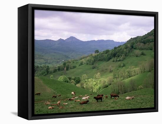 Salers Cows in Pastures, Cantal Mountains, Auvergne, France-Peter Higgins-Framed Stretched Canvas