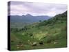 Salers Cows in Pastures, Cantal Mountains, Auvergne, France-Peter Higgins-Stretched Canvas