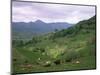 Salers Cows in Pastures, Cantal Mountains, Auvergne, France-Peter Higgins-Mounted Photographic Print