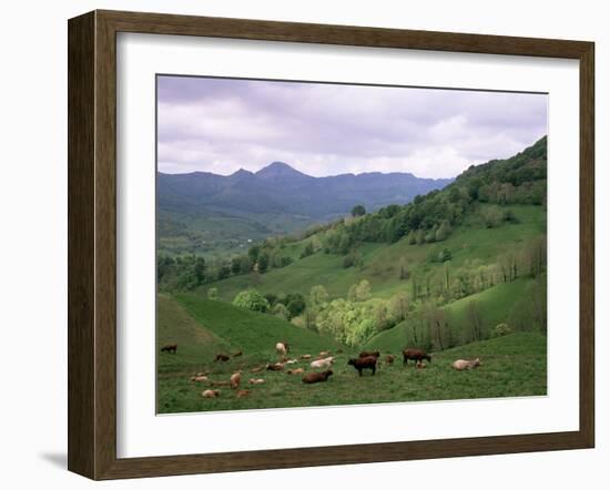 Salers Cows in Pastures, Cantal Mountains, Auvergne, France-Peter Higgins-Framed Photographic Print