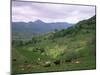 Salers Cows in Pastures, Cantal Mountains, Auvergne, France-Peter Higgins-Mounted Photographic Print