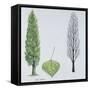 Salicaceae - Black Poplar or Lombardy Poplar Populus Nigra Var. Italica-null-Framed Stretched Canvas