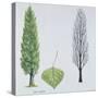 Salicaceae - Black Poplar or Lombardy Poplar Populus Nigra Var. Italica-null-Stretched Canvas