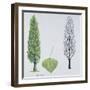 Salicaceae - Black Poplar or Lombardy Poplar Populus Nigra Var. Italica-null-Framed Giclee Print