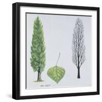 Salicaceae - Black Poplar or Lombardy Poplar Populus Nigra Var. Italica-null-Framed Giclee Print