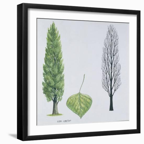 Salicaceae - Black Poplar or Lombardy Poplar Populus Nigra Var. Italica-null-Framed Giclee Print