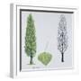 Salicaceae - Black Poplar or Lombardy Poplar Populus Nigra Var. Italica-null-Framed Giclee Print