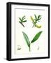 Salix Alba Var. Genuina White Willow-null-Framed Giclee Print