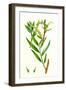 Salix Alba Var. Vitellina Golden Willow-null-Framed Giclee Print