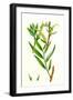 Salix Alba Var. Vitellina Golden Willow-null-Framed Giclee Print