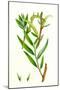 Salix Alba Var. Vitellina Golden Willow-null-Mounted Giclee Print