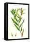 Salix Alba Var. Vitellina Golden Willow-null-Framed Stretched Canvas