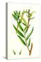 Salix Alba Var. Vitellina Golden Willow-null-Stretched Canvas