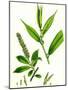 Salix Cuspidata Foemina Pointed-Leaved Willow Female-null-Mounted Giclee Print