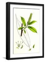 Salix Cuspidata Mas. Pointed-Leaved Willow Male-null-Framed Giclee Print