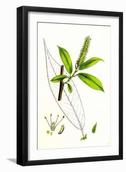 Salix Cuspidata Mas. Pointed-Leaved Willow Male-null-Framed Giclee Print