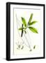 Salix Cuspidata Mas. Pointed-Leaved Willow Male-null-Framed Giclee Print