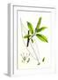 Salix Cuspidata Mas. Pointed-Leaved Willow Male-null-Framed Giclee Print