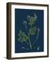 Salix Pentandra; Bay-Leaved Willow-null-Framed Giclee Print