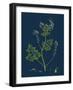 Salix Pentandra; Bay-Leaved Willow-null-Framed Giclee Print