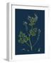 Salix Pentandra; Bay-Leaved Willow-null-Framed Giclee Print