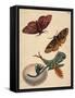 Salix viminalis mit Falter, Raupe und Kokon des Großen Gabelschwanz Cerula vinula-Anna Maria Sibylla Merian-Framed Stretched Canvas