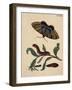 Salix viminalis mit Falter, Raupe und Puppe des Pappelkarmin Catocala elocata-Anna Maria Sibylla Merian-Framed Giclee Print