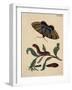 Salix viminalis mit Falter, Raupe und Puppe des Pappelkarmin Catocala elocata-Anna Maria Sibylla Merian-Framed Giclee Print