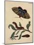 Salix viminalis mit Falter, Raupe und Puppe des Pappelkarmin Catocala elocata-Anna Maria Sibylla Merian-Mounted Giclee Print