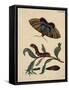 Salix viminalis mit Falter, Raupe und Puppe des Pappelkarmin Catocala elocata-Anna Maria Sibylla Merian-Framed Stretched Canvas