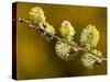 Sallow Pussy Willow Catkins, North Cornwall, UK-Ross Hoddinott-Stretched Canvas