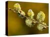 Sallow Pussy Willow Catkins, North Cornwall, UK-Ross Hoddinott-Stretched Canvas