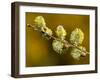 Sallow Pussy Willow Catkins, North Cornwall, UK-Ross Hoddinott-Framed Photographic Print